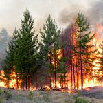Губернатор поехал контролировать тушение лесных пожаров на севере Житомирщины. ФОТО