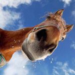 ​Преступления по-цыгански: в Житомирской области украли пять лошадей