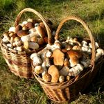 В Житомирской области стартует сезон «тихой охоты». Как избежать отравления грибами