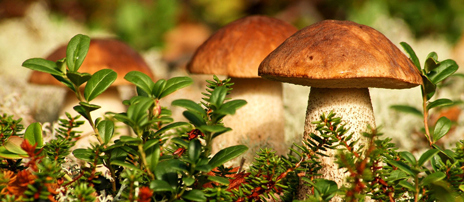 Родной край: В Житомирской области стартует сезон «тихой охоты». Как избежать отравления грибами