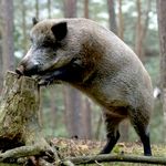 Вспышка африканской чумы свиней: на Житомирщине уменьшат поголовье диких кабанов