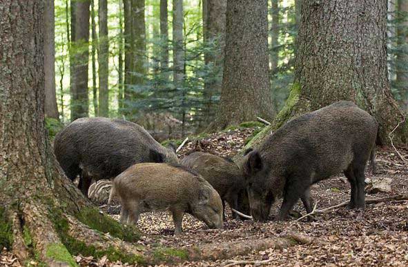 Родной край: Вспышка африканской чумы свиней: на Житомирщине уменьшат поголовье диких кабанов