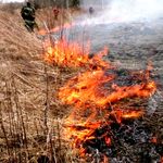 С начала года в экосистемах Житомирской области произошло более 900 пожаров
