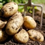 Житомирская область полностью обеспечена картошкой, но цены все равно вырастут