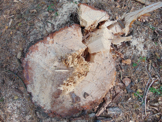 ​Житомирские лесорубы, незаконно срубившие 23 сосны, могут сесть на 3 года
