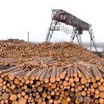 Житомирское предприятие пыталось незаконно вывезти лесоматериалы в Турцию