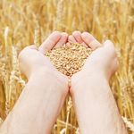 Урожай 2015: в Житомирской области намолочено более 1 млн тонн зерна