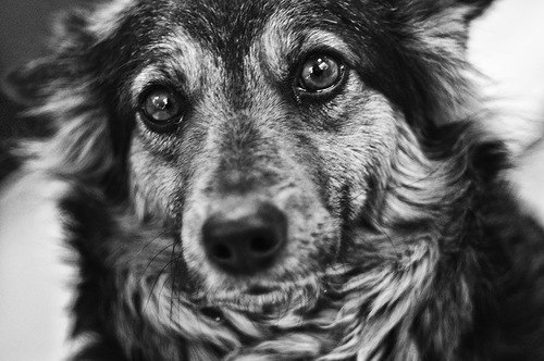 На выходных в Житомире откроется выставка фотографий бездомных собак