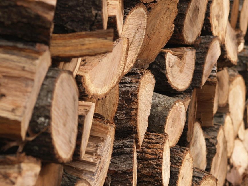 Криминал: Древесину из житомирских лесов продавали по убыточным для государства ценам - СБУ