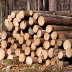Древесину из житомирских лесов продавали по убыточным для государства ценам - СБУ