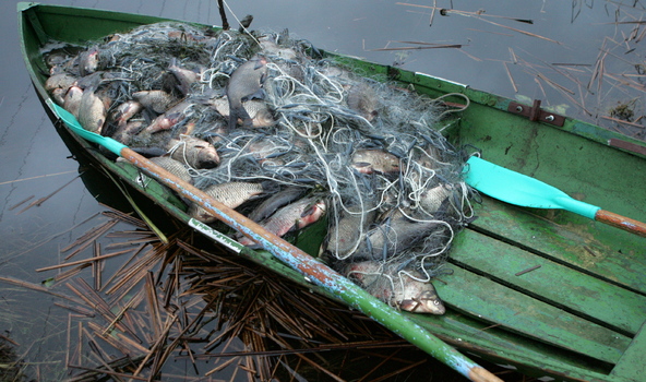 Браконьеры на севере Житомирской области ловили рыбу 80-метровой сетью