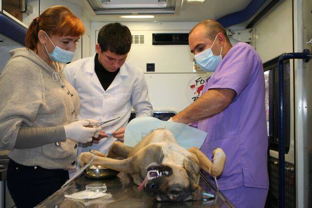 Город: Организация «Four Paws» стерилизовала в Житомире почти две сотни бездомных животных