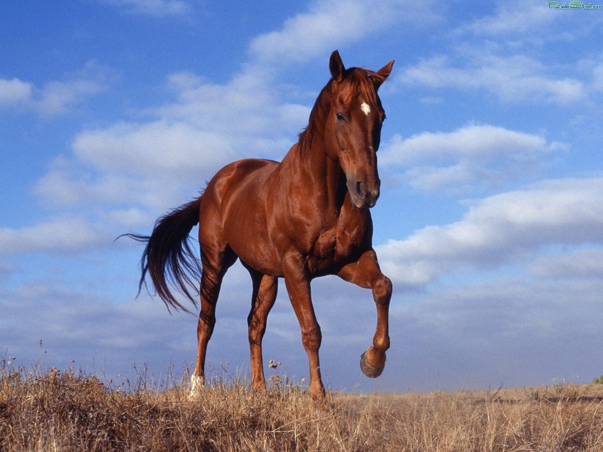 Участников АТО из Житомирской области приглашают бесплатно покататься на лошадях