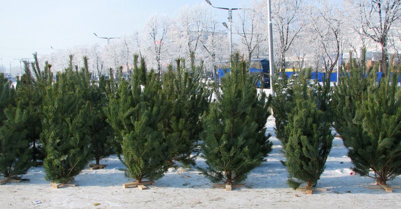 Общество: Стало известно, во сколько житомирянам обойдется покупка новогодней елки