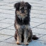 Организация «Четыре лапы» простерилизовала четверть бездомных собак в Житомире