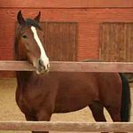 Участников АТО из Житомирской области приглашают бесплатно покататься на лошадях