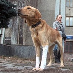 В Житомире жестокие хозяева устроили своей собаке «Освенцим». ВИДЕО