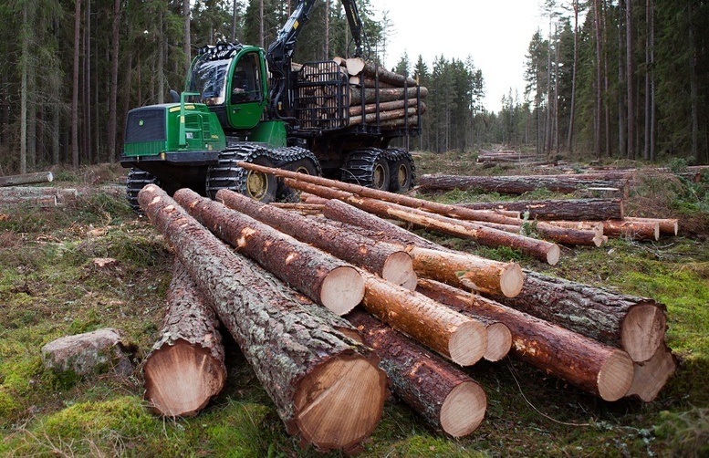 На Житомирщине вырубают гектары леса и продают по поддельным документам - Величкович