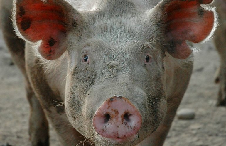 В Житомирской области снова зафиксировали вспышку африканской чумы свиней