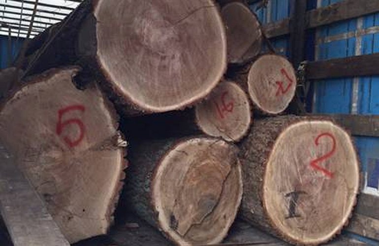 Правоохранители задержали на Житомирщине грузовик с вековыми дубами