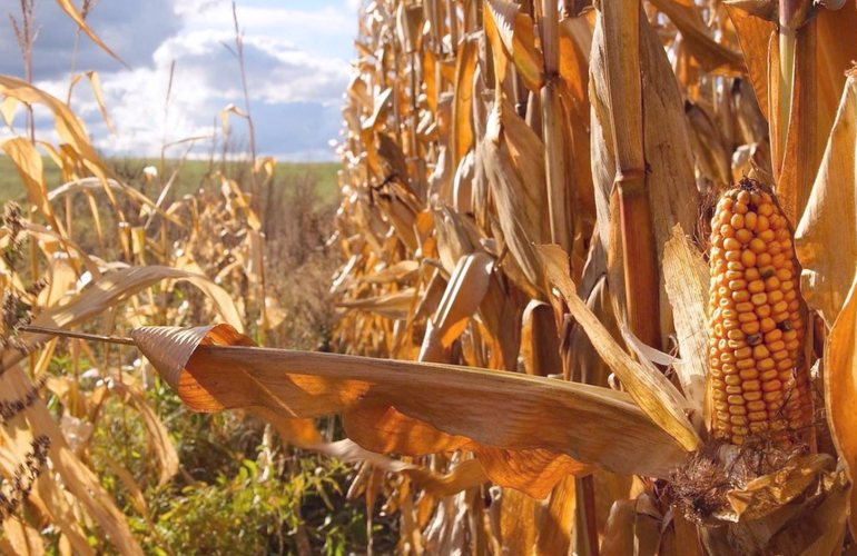Украина не смогла собрать треть урожая кукурузы. Одна из причин — энергетический кризис из-за российских обстрелов