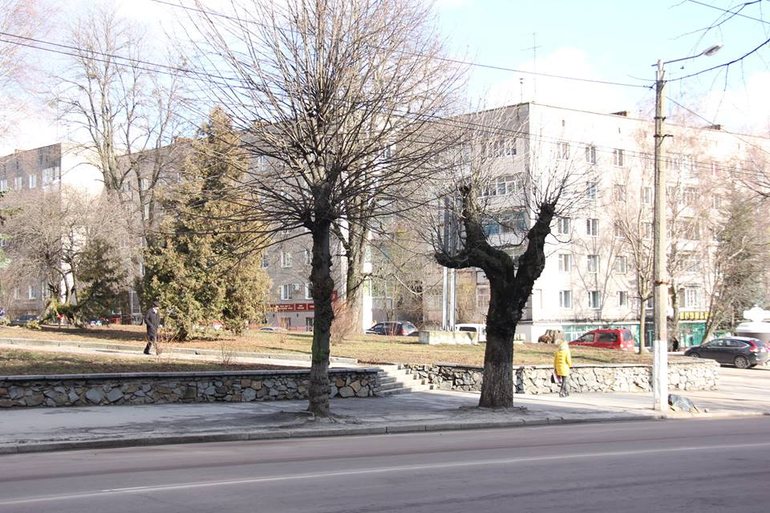 Горожане жалуются на массовую обрезку деревьев на улицах Житомира. ФОТО