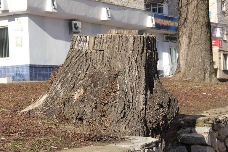 Горожане жалуются на массовую обрезку деревьев на улицах Житомира. ФОТО