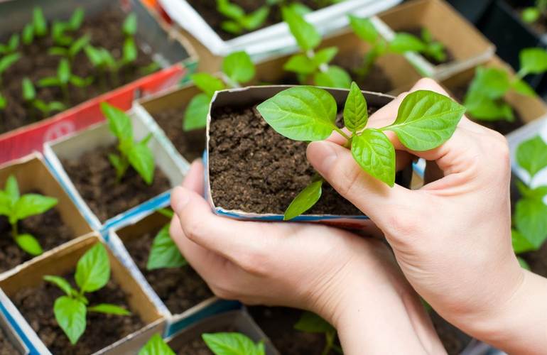 Как выбрать качественные семена рассказал эксперт Житомирского центра экспертизы растений
