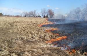  В Житомирской области участились возгорания сухой <b>травы</b> 