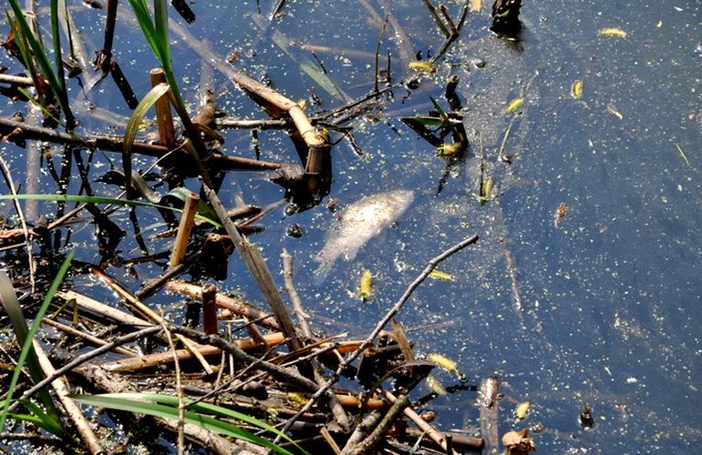 Экологическая катастрофа на Житомирщине: стали известны виновники загрязнения двух рек