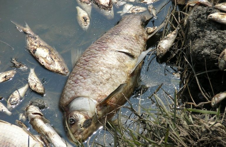 Из-за загрязнения двух рек в Житомирской области объявили чрезвычайную ситуацию