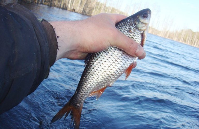 На крупнейшем водохранилище в Житомирской области задержаны рыбные браконьеры