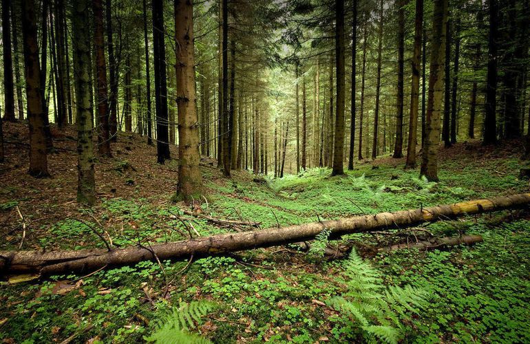 Всего за 6 долларов бизнесмен арендовал крупный участок леса на Житомирщине