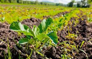 Житомирский университет будет сотрудничать с немцами в области органического земледелия