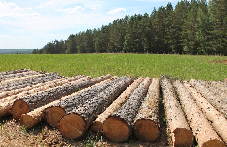 Задержан капитан полиции, который «крышевал» незаконную вырубку леса в Житомирской области