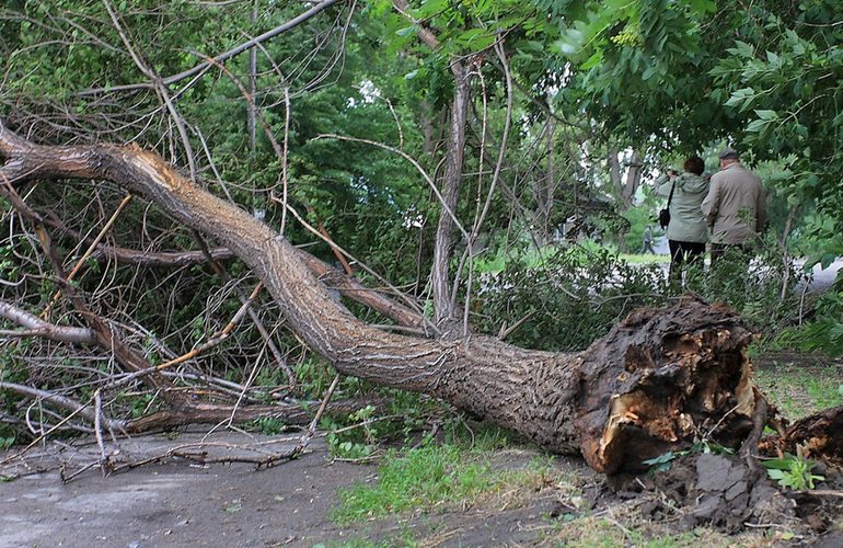 Упавшее дерево убило пенсионера на даче под Житомиром