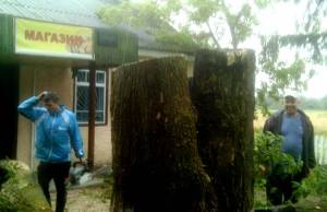 На Житомирщине горящее дерево упало на сельский магазин и спровоцировало пожар