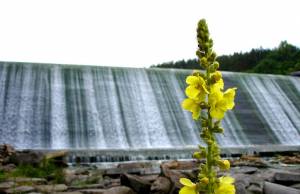 ГЭС на Тетереве: все житомирские плотины передают в руки инвесторов