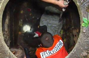 В Житомире спасли обессиленную собаку, которая упала в канализационный колодец. ФОТО