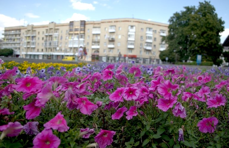 Житомир в цветах. Фото самых ярких клумб, которые украшают улицы города