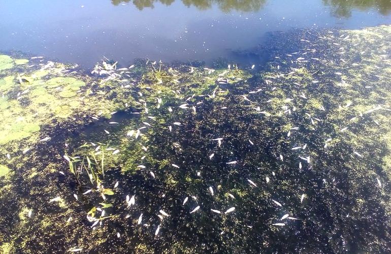 Под Житомиром в реке Гуйва зафиксирован массовый мор рыбы