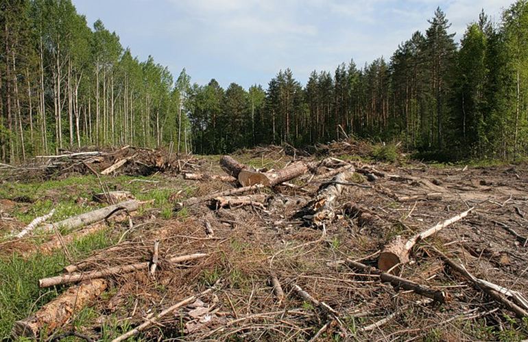 Журналисты будут бороться с незаконной вырубкой леса в Житомирской области