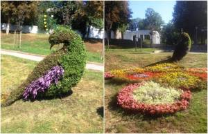  Житомиряне воруют цветы с новой клумбы, обустроенной в парке Гагарина. ФОТО 