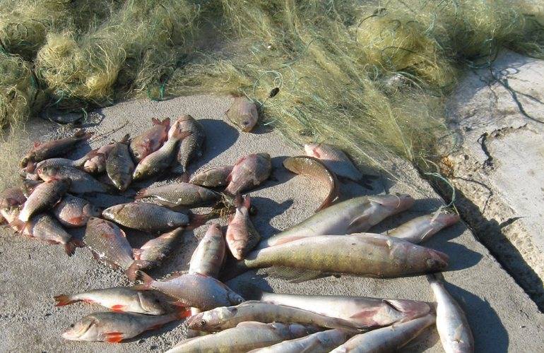 Под Житомиром браконьеры ловят рыбу огромными сетями