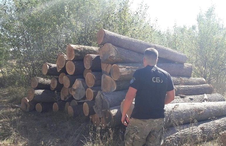 В Житомирской области обнаружили незаконную пилораму, на которой распиливали дубы. ФОТО