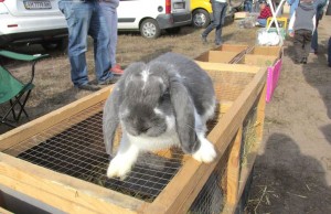В житомирском агроуниверситете прошла выставка-ярмарка кроликов, голубей и кур. ФОТО