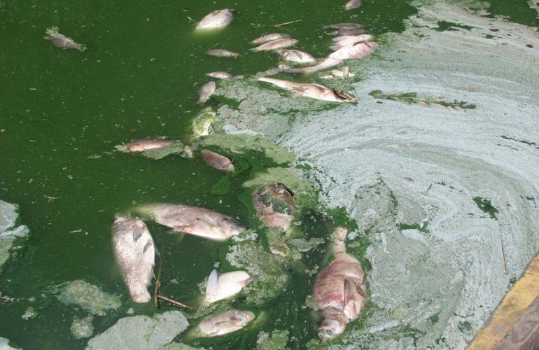 ​Экологи объяснили, почему в Тетереве под Житомиром гибнет рыба