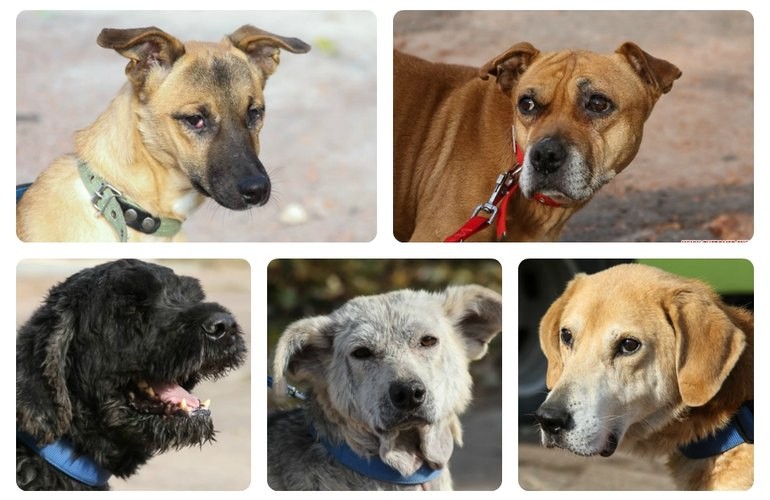9 собак из житомирского Центра защиты животных ждут своих новых хозяев. ФОТО