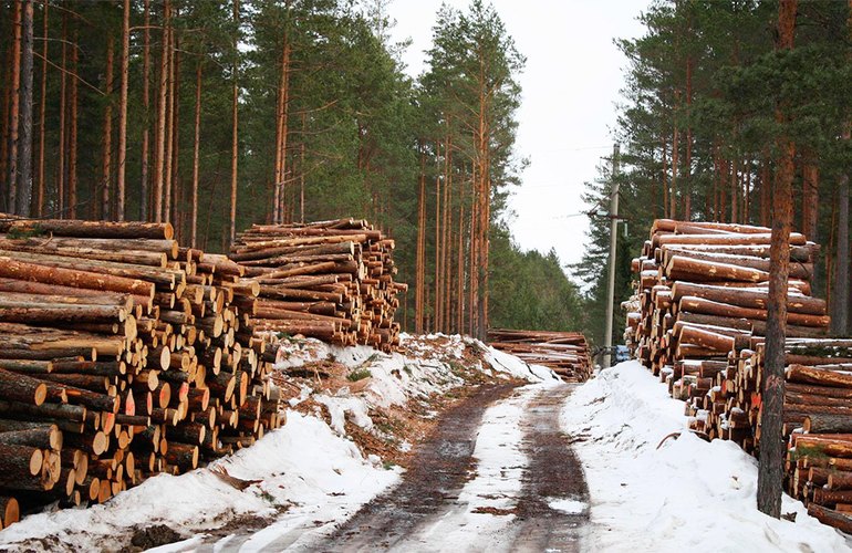 Депутатский бизнес: в Житомирской области обнаружили незаконную вырубку леса на миллионы гривен