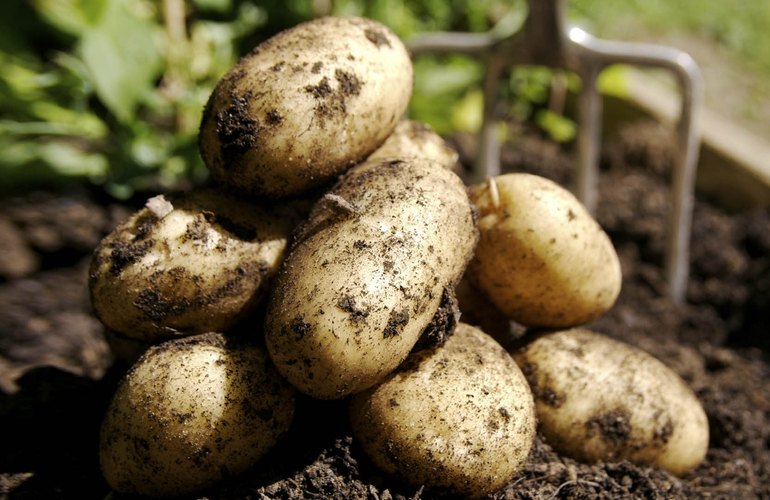 Пенсионер из Житомира вырастил на своем участке кусты картошки высотой три метра